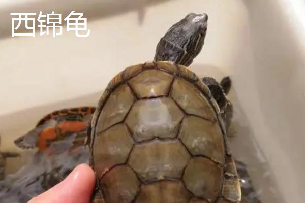 火焰龟和西锦龟的区别，二者的背甲明显不同