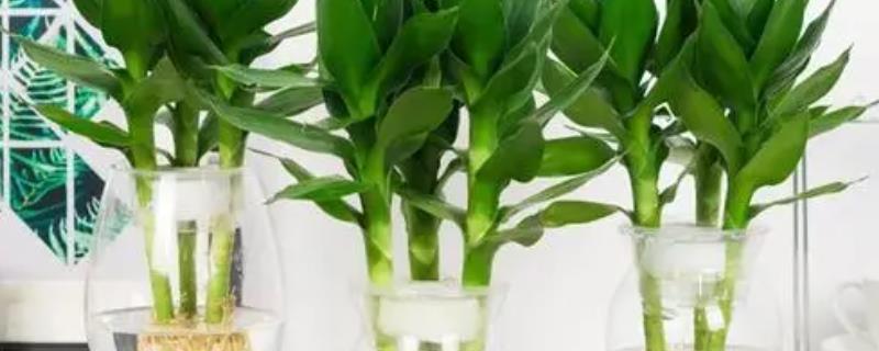 富贵竹水养方法