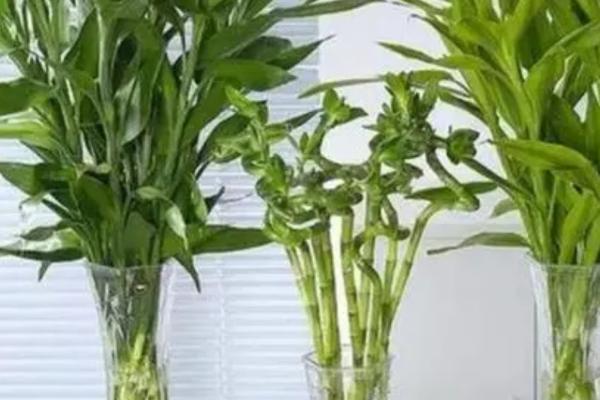 富贵竹水养方法，生根前每隔3天要换1次水