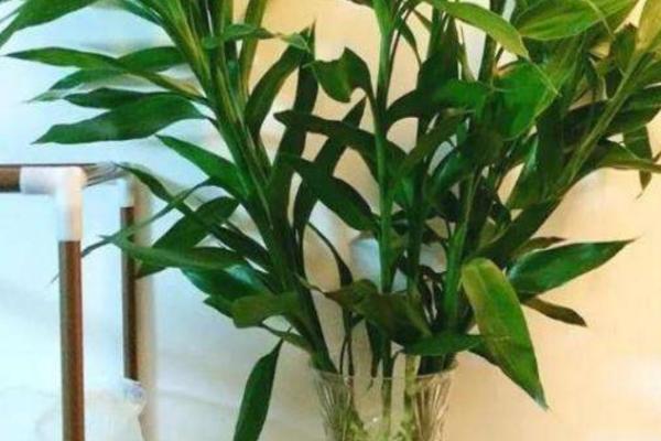 富贵竹水养方法，生根前每隔3天要换1次水
