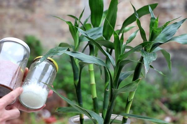 富贵竹水养方法，生根前每隔3天要换1次水