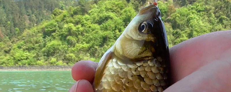 鲫鱼吃什么饵料