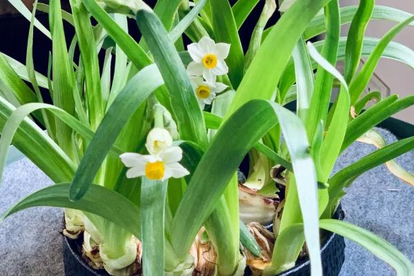 水仙花养殖方法，需使用质地疏松、富含有机质的土壤