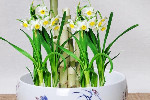 水仙花养殖方法，需使用质地疏松、富含有机质的土壤