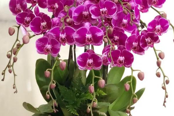 蝴蝶兰的花语及寓意是什么，花语是幸福到来、永结同心、事事顺心