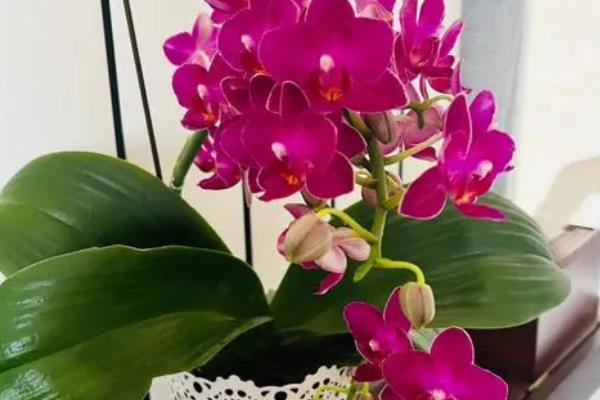 蝴蝶兰的花语及寓意是什么，花语是幸福到来、永结同心、事事顺心
