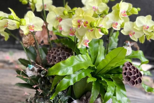 蝴蝶兰的花语及寓意是什么，花语是幸福到来、永结同心、事事顺心