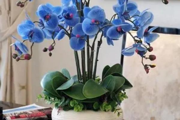 蝴蝶兰的花语及寓意是什么，花语是幸福到来、永结同心、事事顺心