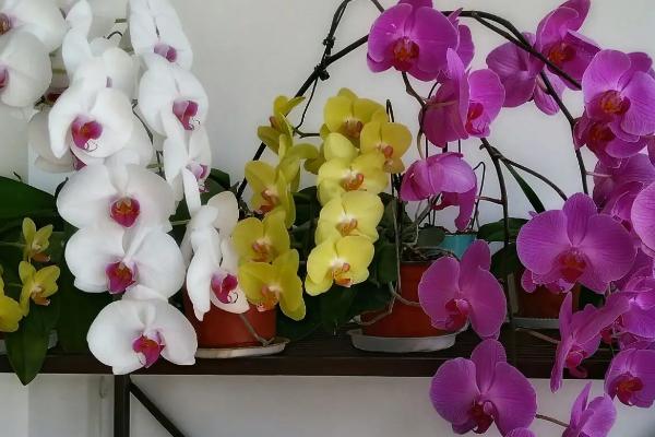 蝴蝶兰的花语及寓意是什么，花语是幸福到来、永结同心、事事顺心