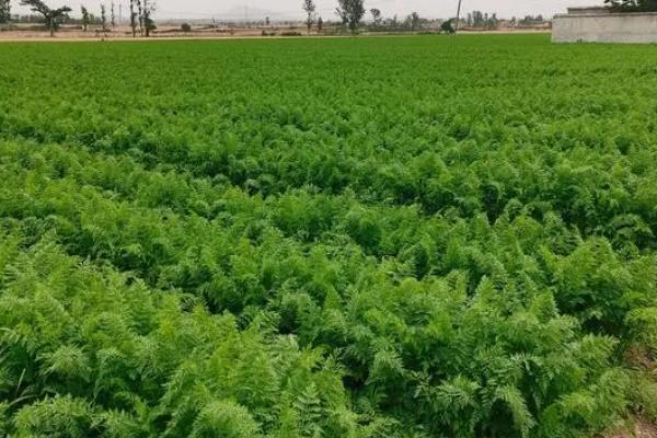 冬天能不能种植胡萝卜，温度过低种子难以萌发