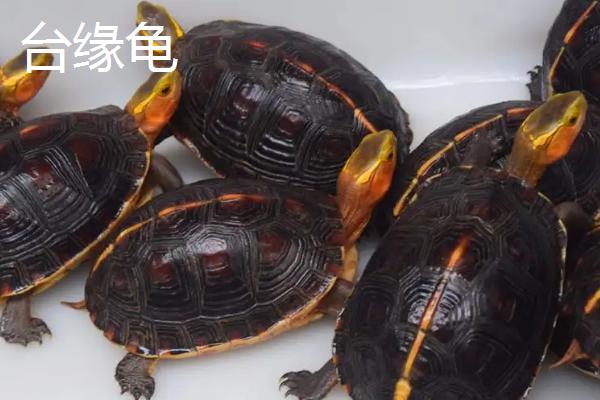 台缘龟和大陆缘龟的区别，台缘龟嘴巴圆润脖子发黑