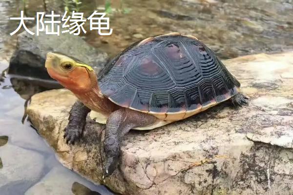 台缘龟和大陆缘龟的区别，台缘龟嘴巴圆润脖子发黑