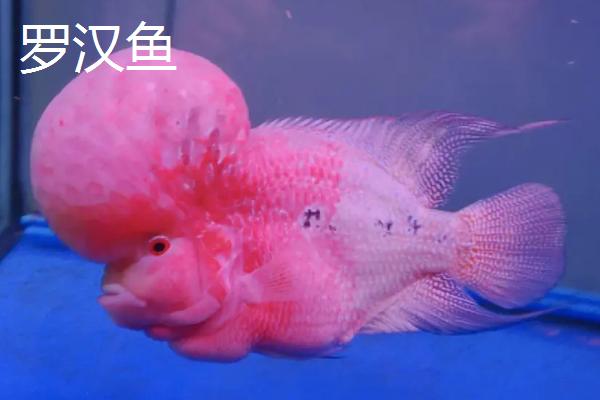 淡水鱼能否生活在海中，在海水中会失水死亡