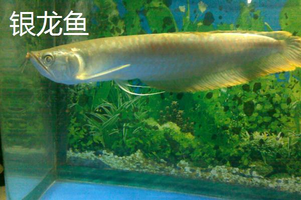 淡水鱼能否生活在海中，在海水中会失水死亡