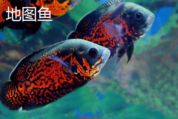 淡水鱼能否生活在海中，在海水中会失水死亡