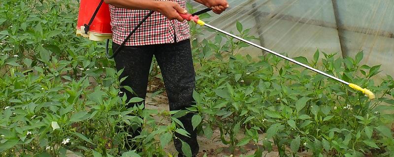 蔬菜叶面肥选用方法