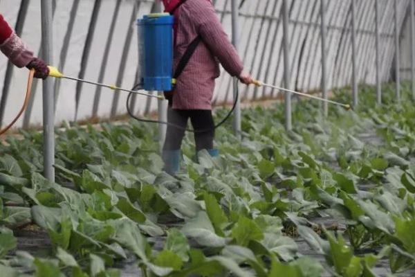 蔬菜叶面肥选用方法，肥料类型会受到蔬菜品种的影响