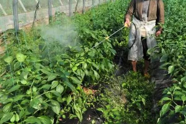 蔬菜叶面肥选用方法，肥料类型会受到蔬菜品种的影响