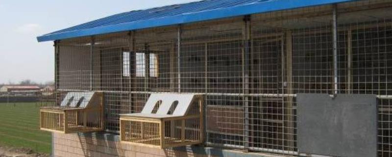 如何合理搭建鸽棚