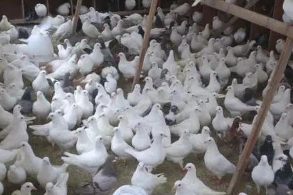 如何合理搭建鸽棚，需选择背风向阳的位置作为搭建地点