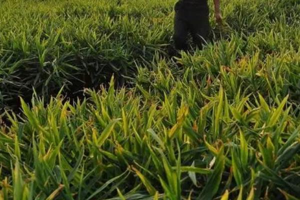 生姜对什么肥料的需求量较多，种植期间一般可主施有机肥
