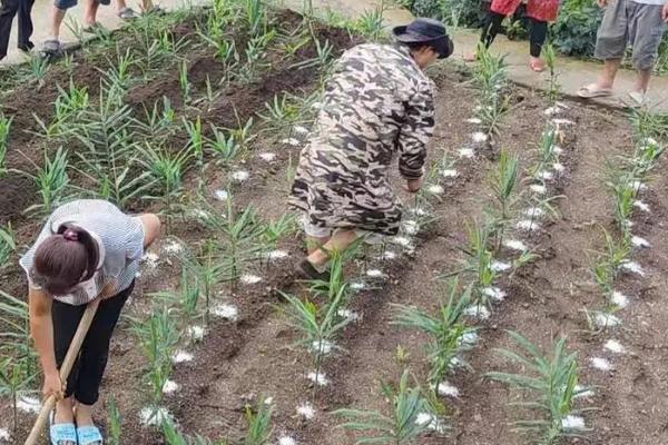生姜对什么肥料的需求量较多，种植期间一般可主施有机肥