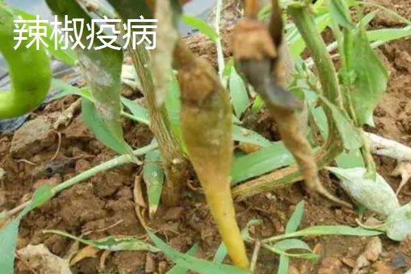 辣椒的主要病害如何鉴别，发生疫病时叶片上会出现暗绿色病斑