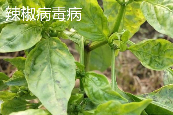 辣椒的主要病害如何鉴别，发生疫病时叶片上会出现暗绿色病斑