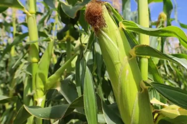 华玉201的特征特性，百粒重达到36.7克
