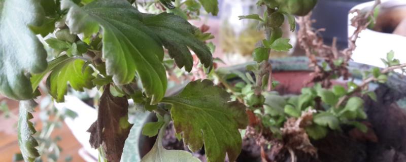 菊花叶片枯落原因