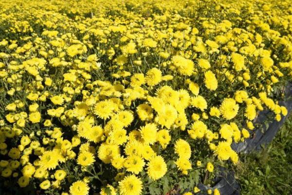 菊花叶片枯落原因，通风不良容易严重发病