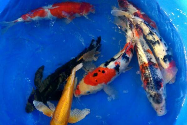 如何挑选昭和锦鲤，头部有大块红斑或黑斑的锦鲤品质较好