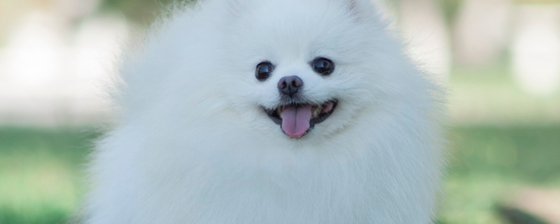 博美犬怎么养