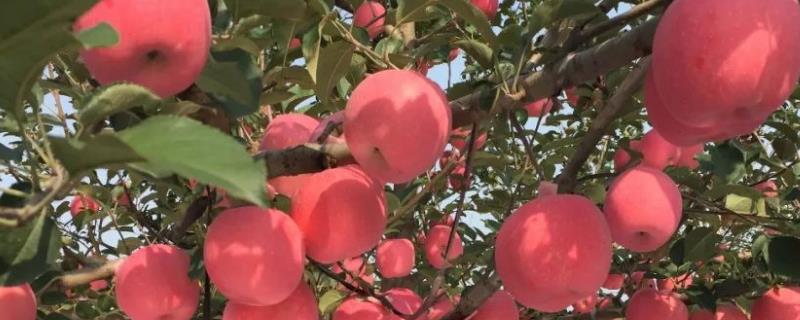 苹果树施肥时间