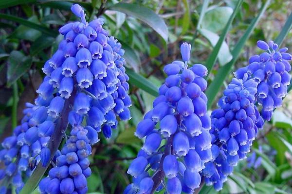 串铃花的花语，花语是悲恋