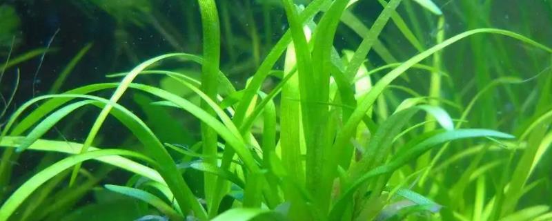 浮叶小水兰水草容易养吗