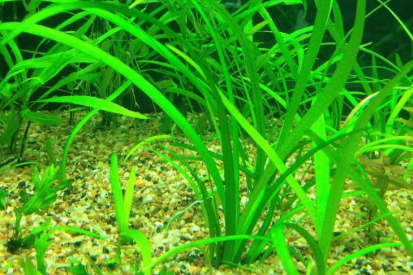 浮叶小水兰水草容易养吗，对环境的适应能力很强