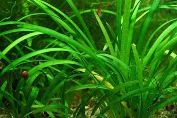 浮叶小水兰水草容易养吗，对环境的适应能力很强