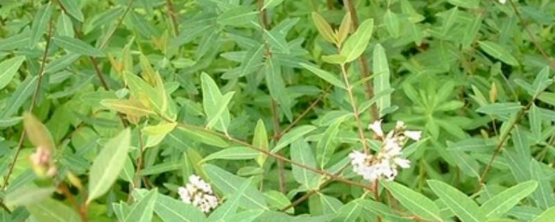 罗布麻叶的亩产量