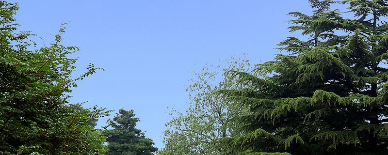 松柏怎么过冬