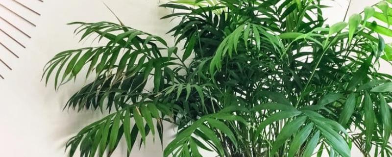 袖珍椰子用什么土养