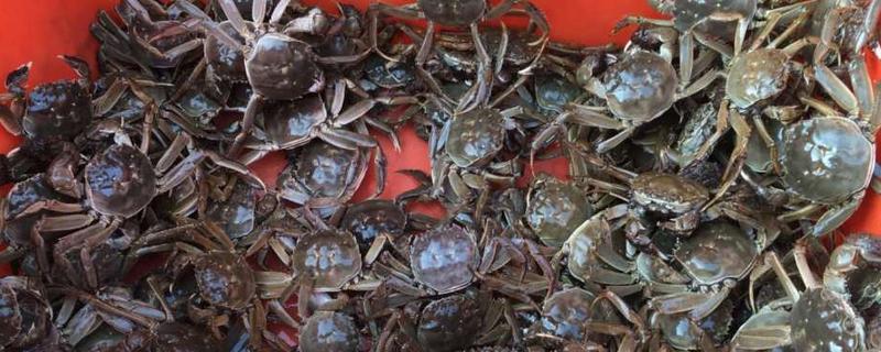 海蟹死了能吃吗