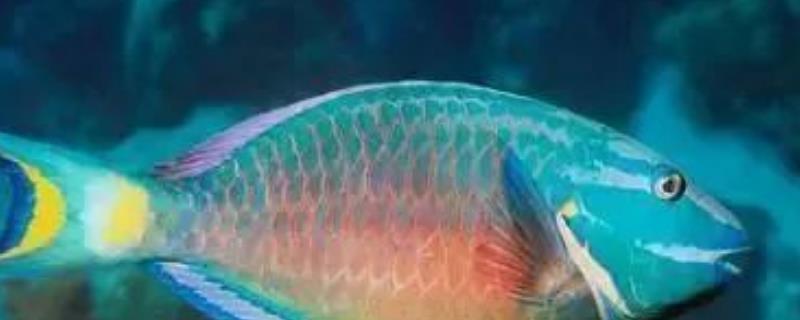 青衣鱼有没有毒