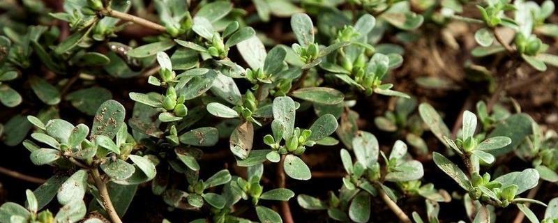 马齿苋是马蜂菜吗