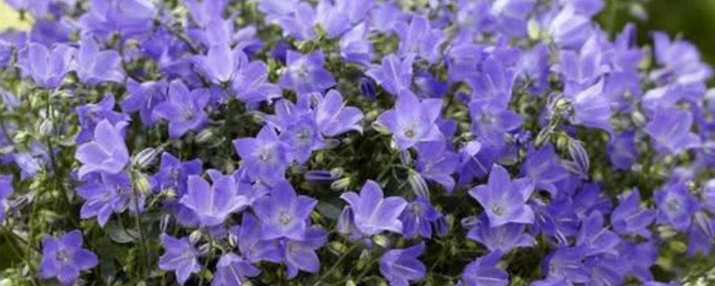 丹麦风铃花的养殖方法