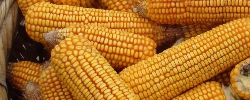 玉米如何正确使用化肥