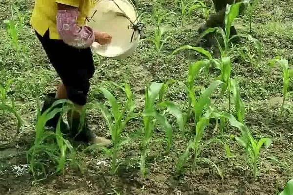 玉米如何正确使用化肥，不同生长阶段的需肥量不同