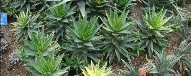 木立芦荟怎么繁殖