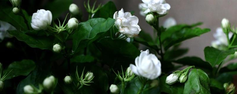 茉莉怎么繁殖