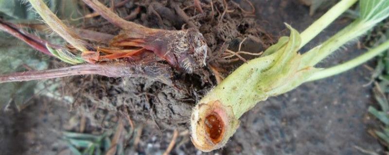 植物红柱病害怎么治